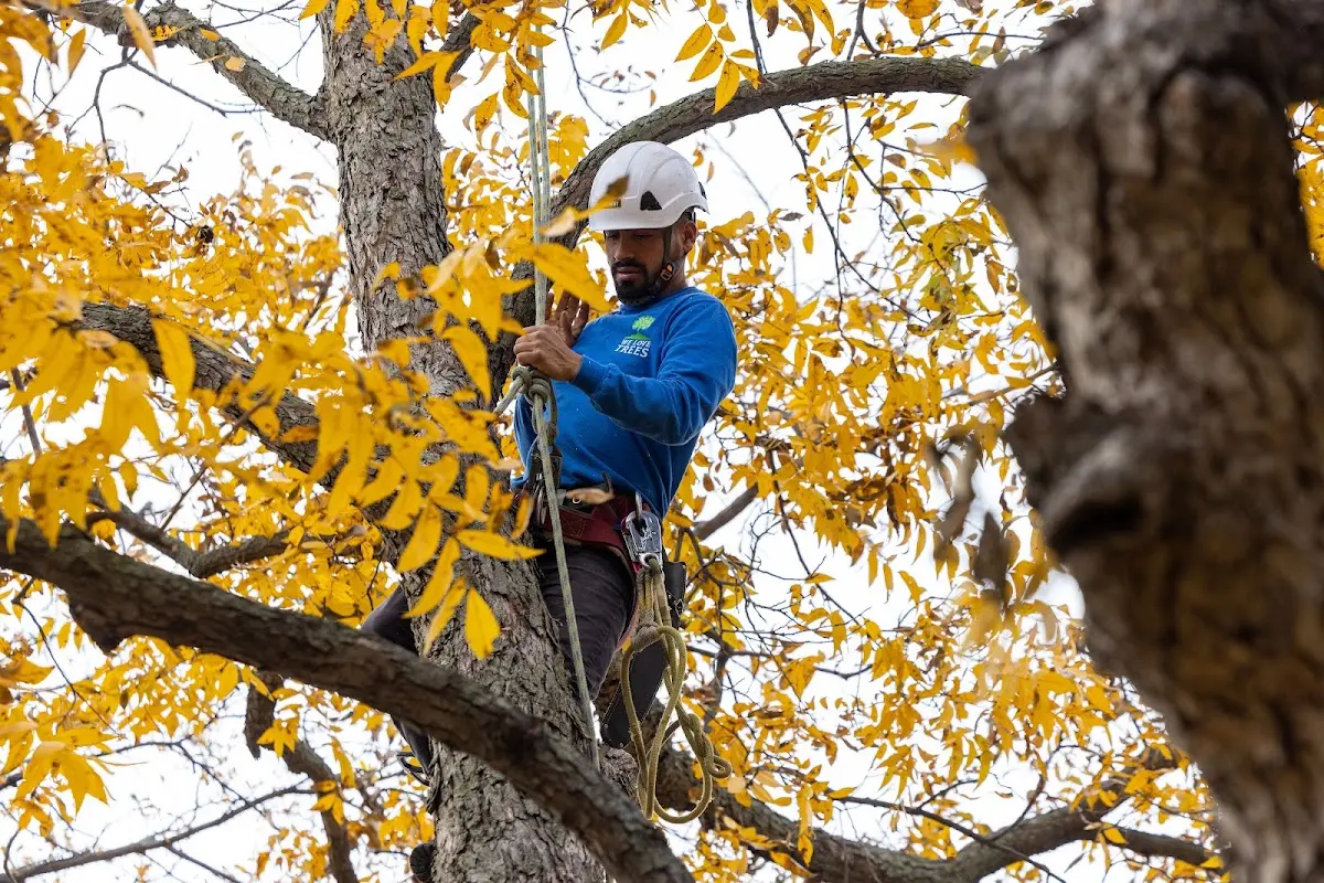 Skilled Tree Planing crew working in Spencerville